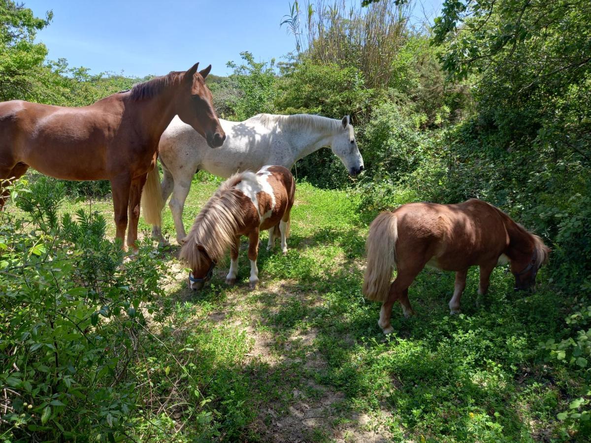 Casinha Da Lareira - Quintinha Dos Cavalos- Arruda Dos Vinhos Kültér fotó